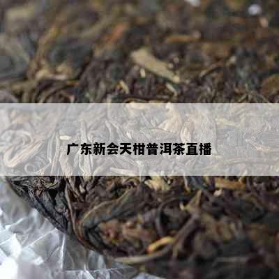 广东新会天柑普洱茶直播