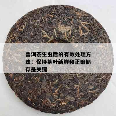 普洱茶生虫后的有效处理方法：保持茶叶新鲜和正确储存是关键