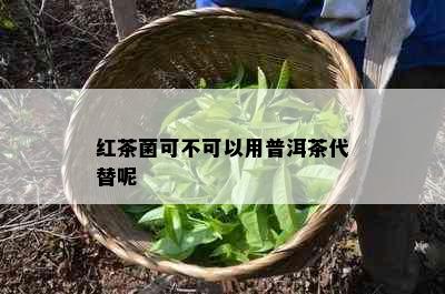 红茶菌可不可以用普洱茶代替呢