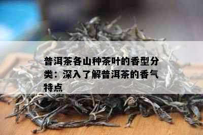 普洱茶各山种茶叶的香型分类：深入了解普洱茶的香气特点