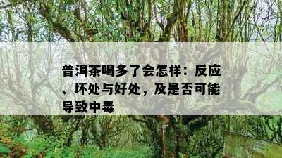 普洱茶喝多了会怎样：反应、坏处与好处，及是否可能导致中