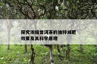 探究浓缩普洱茶的独特减肥效果及其科学原理