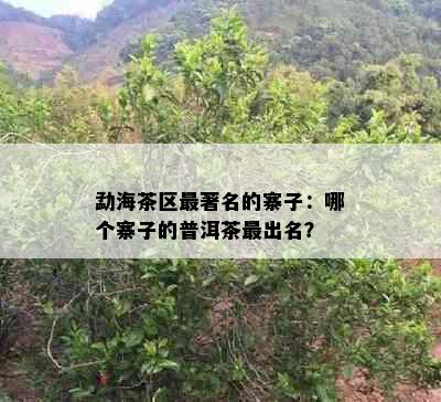 勐海茶区最著名的寨子：哪个寨子的普洱茶最出名？