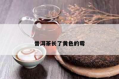 普洱茶长了黄色的霉