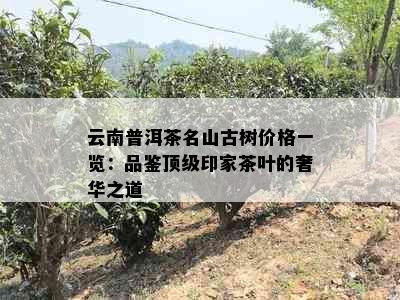 云南普洱茶名山古树价格一览：品鉴顶级印家茶叶的奢华之道