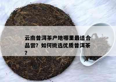 云南普洱茶产地哪里最适合品尝？如何挑选优质普洱茶？