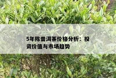 5年陈普洱茶价格分析：投资价值与市场趋势