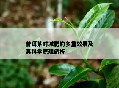 普洱茶对减肥的多重效果及其科学原理解析