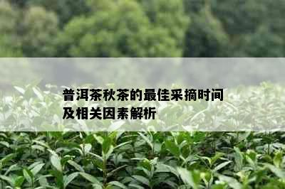 普洱茶秋茶的更佳采摘时间及相关因素解析