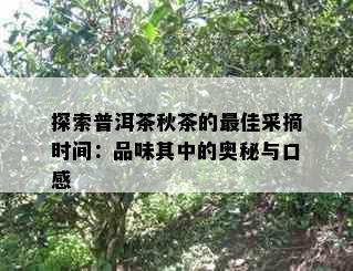 探索普洱茶秋茶的更佳采摘时间：品味其中的奥秘与口感