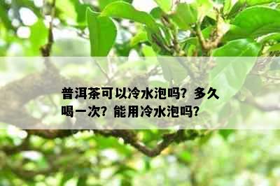 普洱茶可以冷水泡吗？多久喝一次？能用冷水泡吗？