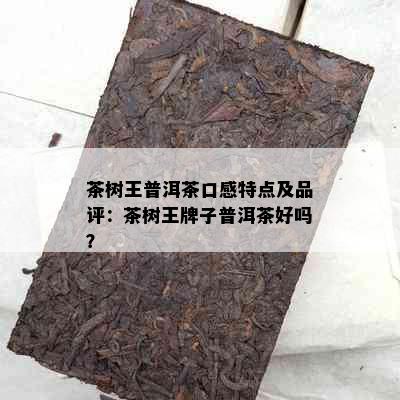 茶树王普洱茶口感特点及品评：茶树王牌子普洱茶好吗？