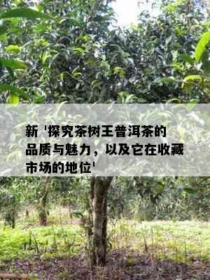 新 '探究茶树王普洱茶的品质与魅力，以及它在收藏市场的地位'