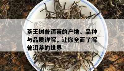 茶王树普洱茶的产地、品种与品质详解，让你全面了解普洱茶的世界