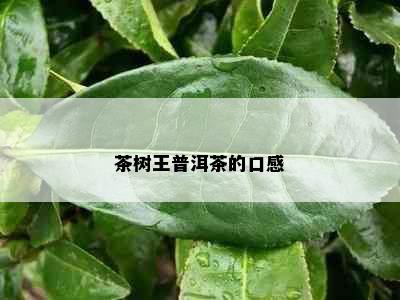 茶树王普洱茶的口感