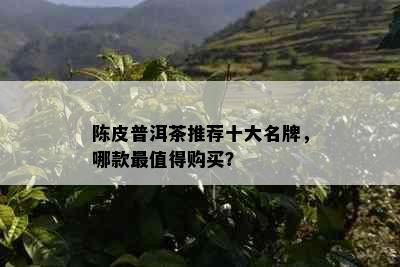 陈皮普洱茶推荐十大名牌，哪款最值得购买？