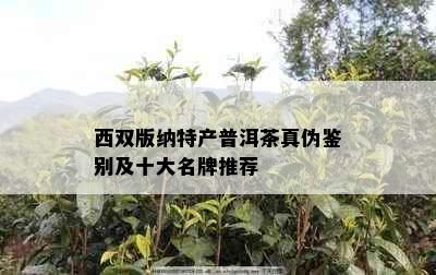 西双版纳特产普洱茶真伪鉴别及十大名牌推荐