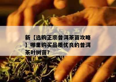 新【选购正宗普洱茶苗攻略】哪里购买品质优良的普洱茶叶树苗？