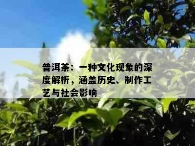 普洱茶：一种文化现象的深度解析，涵盖历史、制作工艺与社会影响