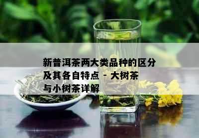 新普洱茶两大类品种的区分及其各自特点 - 大树茶与小树茶详解