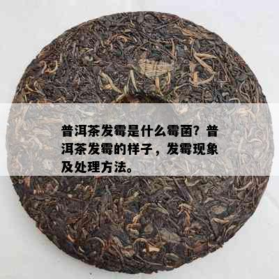 普洱茶发霉是什么霉菌？普洱茶发霉的样子，发霉现象及处理方法。