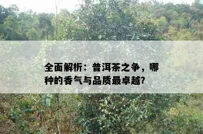 全面解析：普洱茶之争，哪种的香气与品质最卓越？