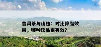 普洱茶与山楂：对比降脂效果，哪种饮品更有效？