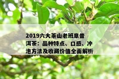 2019六大茶山老班章普洱茶：品种特点、口感、冲泡方法及收藏价值全面解析