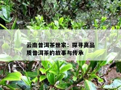 云南普洱茶世家：探寻高品质普洱茶的故事与传承