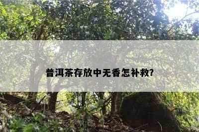 普洱茶存放中无香怎补救？