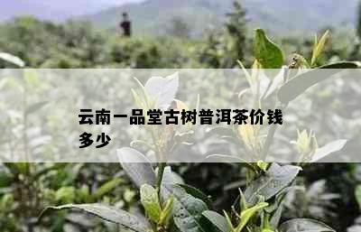 云南一品堂古树普洱茶价钱多少