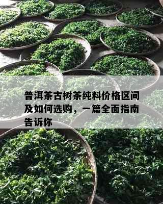 普洱茶古树茶纯料价格区间及如何选购，一篇全面指南告诉你