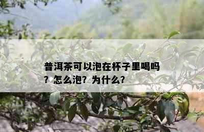 普洱茶可以泡在杯子里喝吗？怎么泡？为什么？