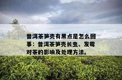 普洱茶笋壳有黑点是怎么回事：普洱茶笋壳长虫、发霉对茶的影响及处理方法。