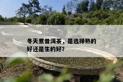 冬天煮普洱茶，是选择熟的好还是生的好？