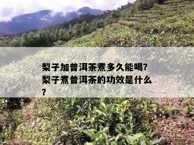 梨子加普洱茶煮多久能喝？梨子煮普洱茶的功效是什么？