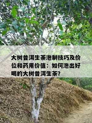 大树普洱生茶泡制技巧及价位和用价值：如何泡出好喝的大树普洱生茶？