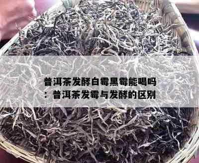 普洱茶发酵白霉黑霉能喝吗：普洱茶发霉与发酵的区别