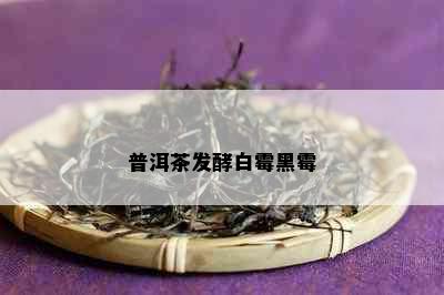 普洱茶发酵白霉黑霉