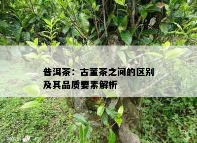 普洱茶：古董茶之间的区别及其品质要素解析