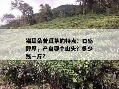 猫耳朵普洱茶的特点：口感醇厚，产自哪个山头？多少钱一斤？