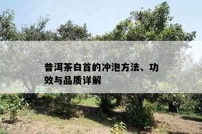 普洱茶白首的冲泡方法、功效与品质详解