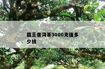 霸王普洱茶3000克值多少钱