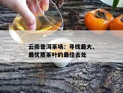 云南普洱茶场：寻找更大、更优质茶叶的更佳去处