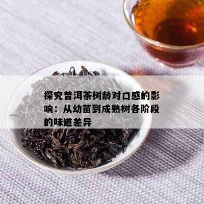 探究普洱茶树龄对口感的影响：从幼苗到成熟树各阶段的味道差异