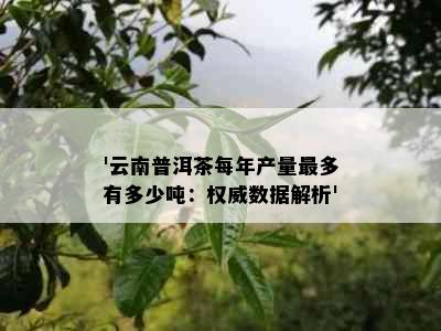 '云南普洱茶每年产量最多有多少吨：权威数据解析'