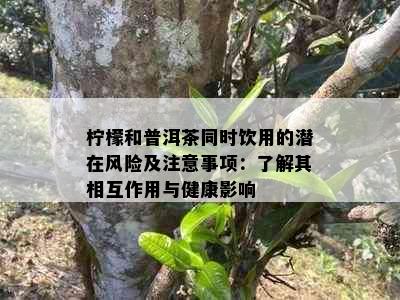 柠檬和普洱茶同时饮用的潜在风险及注意事项：了解其相互作用与健康影响