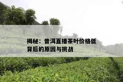 揭秘：普洱直播茶叶价格低背后的原因与挑战