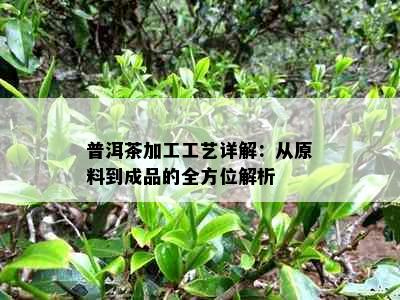 普洱茶加工工艺详解：从原料到成品的全方位解析