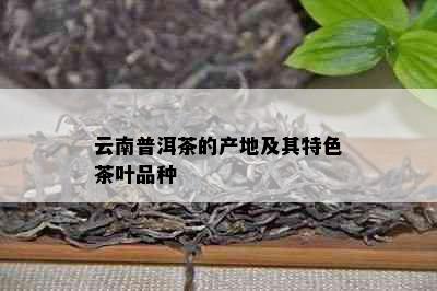 云南普洱茶的产地及其特色茶叶品种